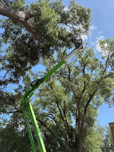 Bucket lift reaching into a large oak canopy for a trim