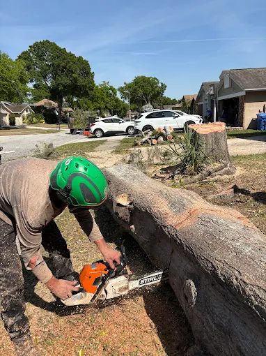 Crew member bucking a large oak trunk with a chainsaw after removal