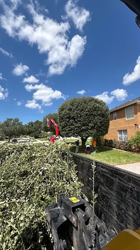 Crew loading brush into a dump trailer after a canopy trim